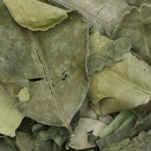 Feuille de Kaffir lime