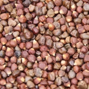 Maniguette graines du paradis